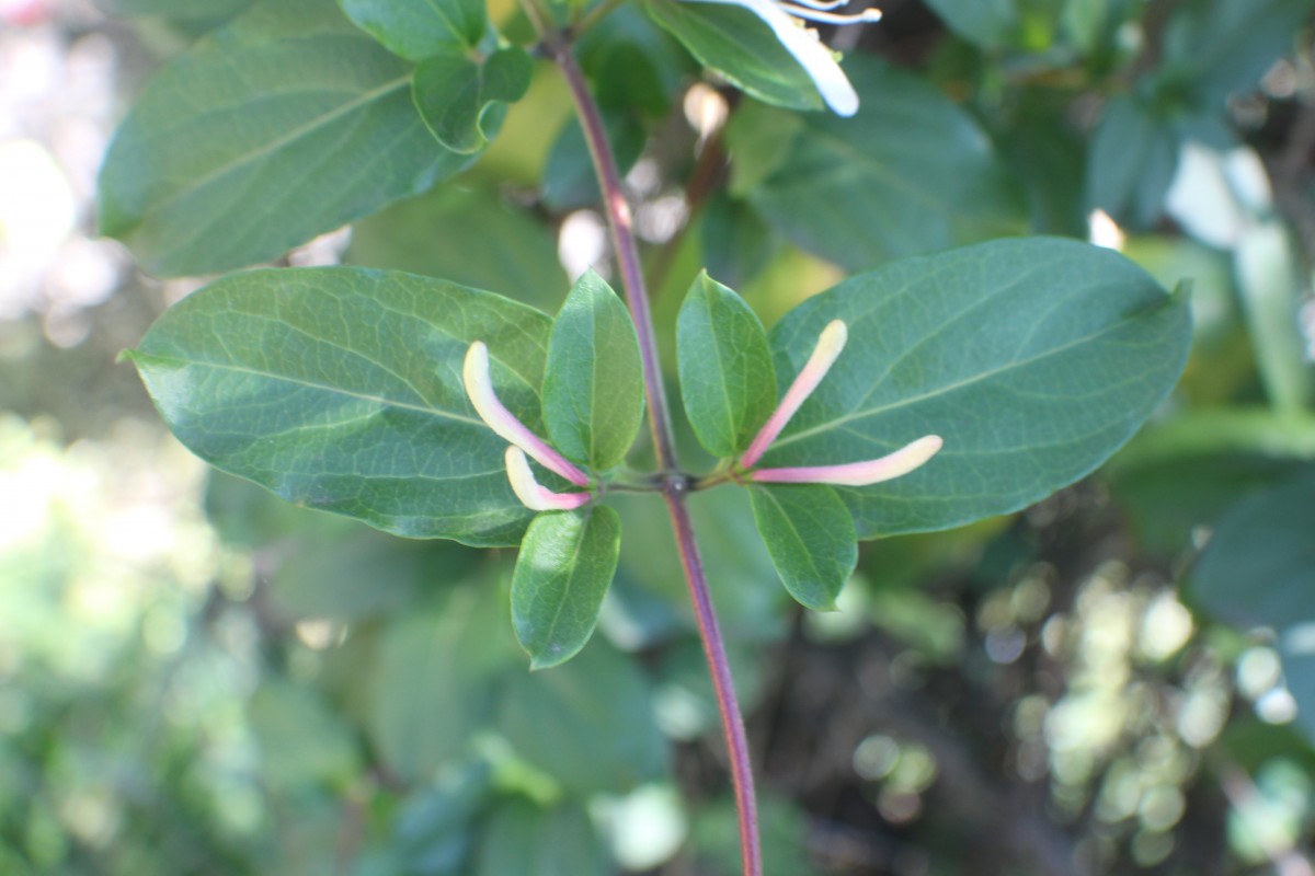 Lonicera japonica Thunb.